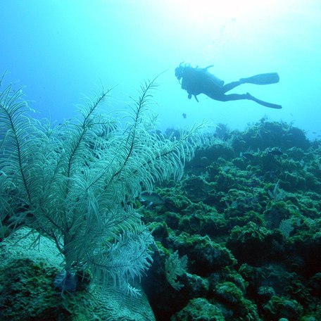 A diver underwater in the Bahamas, swimming over coral