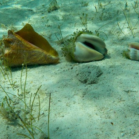Three conch shells lying on the sandy seabed 