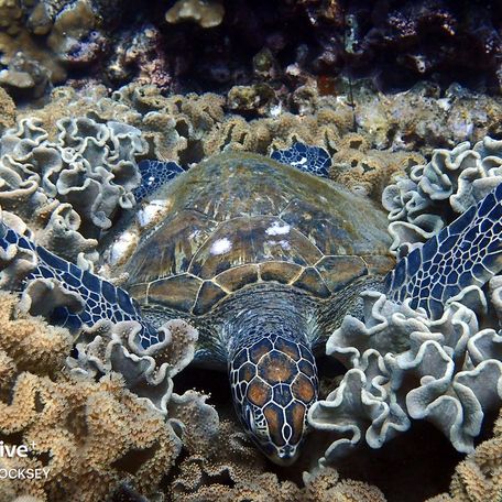 Turtle nestled in species of coral reef