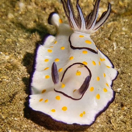 Yellow spotted chromodoris annulata on the seabed 
