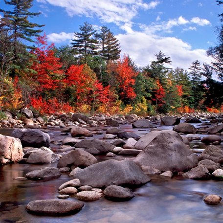 A stream with rocks in New England, surrounded by tall trees in autumn
