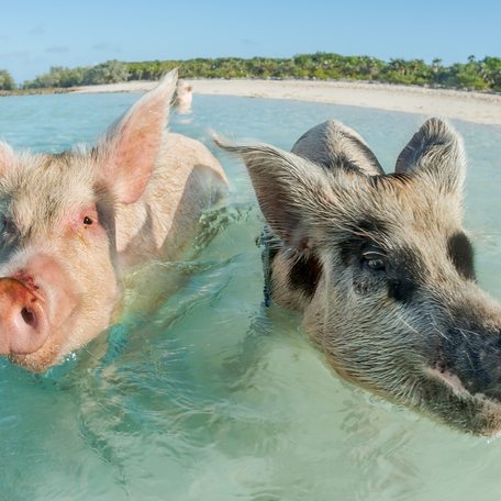 Two swimming pigs in the water in the Exumas