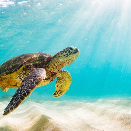 A sea turtle swimming in azure waters