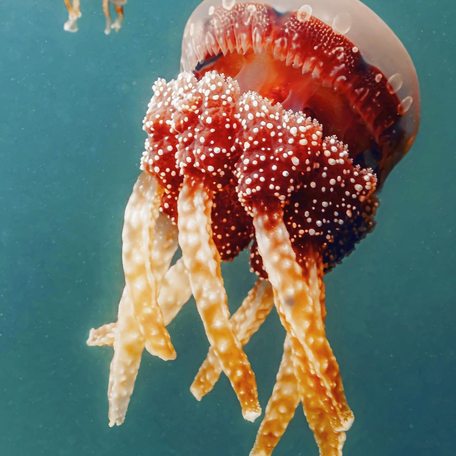 Close up of red-colored jellyfish inhabiting Lenmakana 