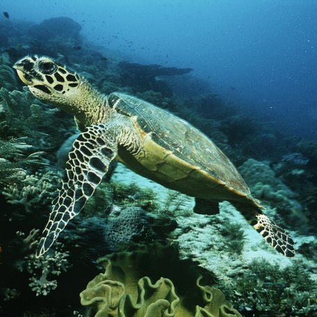Hawksbill turtle in a coral reef near Raja Ampat