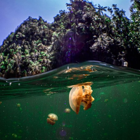 Jellyfish swimming at the surface with trees and vegetation in the background 