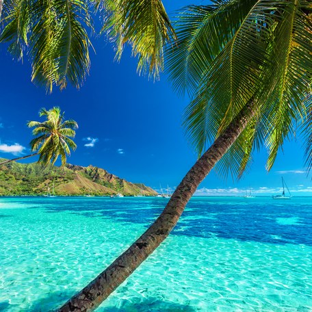 Palm trees on an island with azure waters