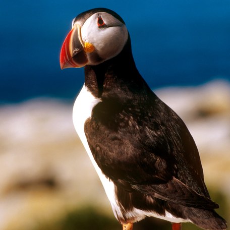 Close up of a puffin