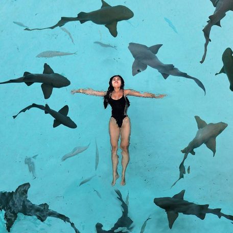 Exumas - Nurse sharks of Compass Cay swimming