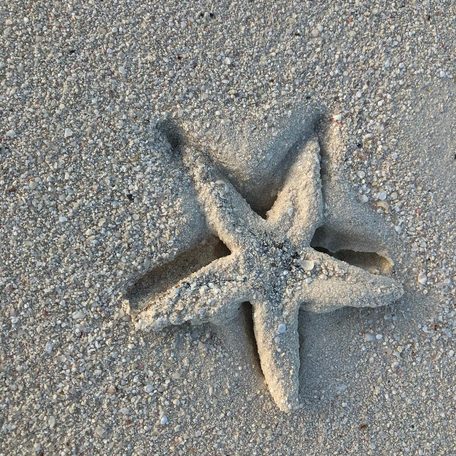 Starfish pressed into the sand on the beach 