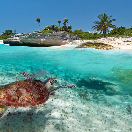 A sea turtle swimming in the water on the shoreline of a Caribbean beach