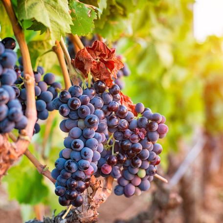 Close up of red grapes on the vine