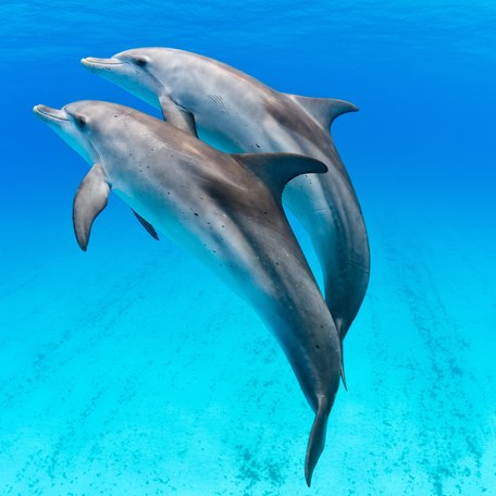 Pair of dolphins