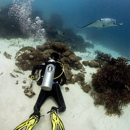 Scuba diver in yellow flippers watching manta ray from behind coral reef