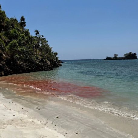 Red coral spawning at the beach's shoreline 