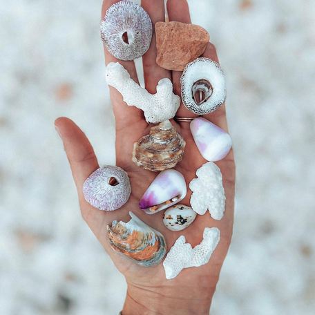 Hand holding selection of locally sourced shells 