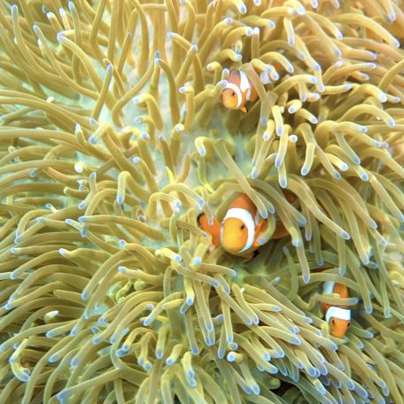 Clownfish nestled in Mioskon Bay's coral reef