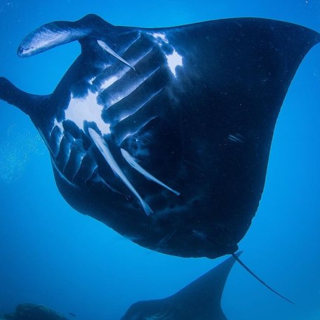 Underside of manta ray in deep blue water 