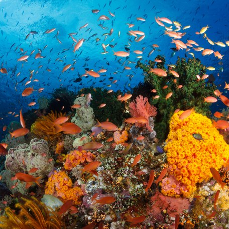 Colorful reef in the waters around Raja Ampat