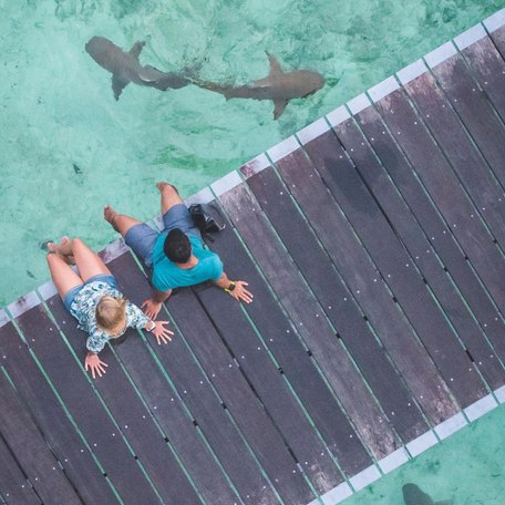 Couple sat on wooden jetty over turquoise water with sharks swimming beneath it 