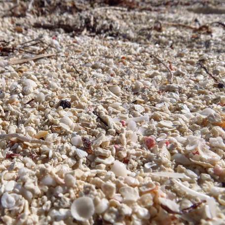 Close up of the beach's crushed pink shells that tinge its sands pink