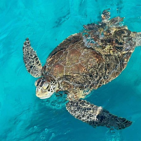 Clsoe-up shot of turtle swimming at the surface of clear blue water 