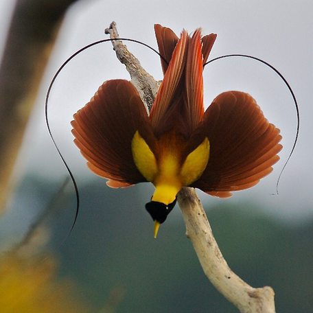 Red bird-of-paradise perched on a branch preparing for flight 