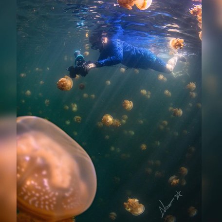 Man with camera underwater filing jellyfish 