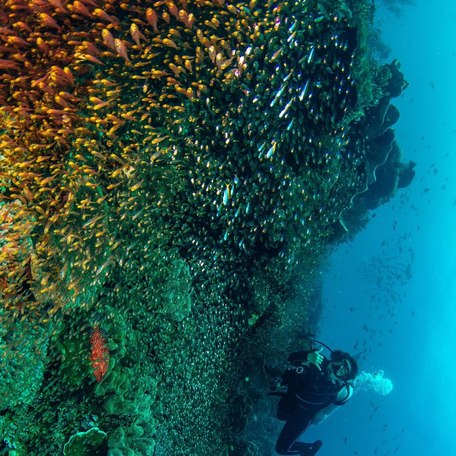 Large shoal of glassfish in green, blue, and orange colors 
