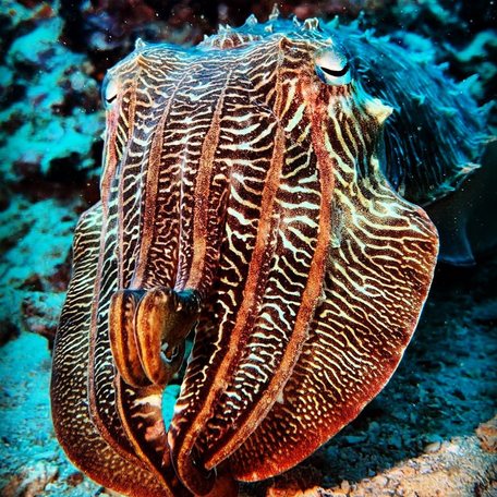 Close-up of a cuttlefish on the seabed 