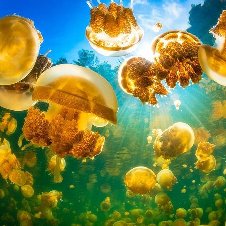 Swarms of golden jellyfish by the lake's surface