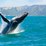 Where to Whale Watch in New Zealand