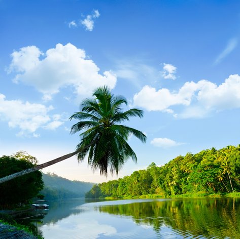 Palm tree leaning over the river