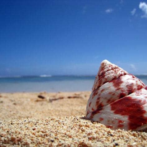 A seashell ejected on the beach by the sea