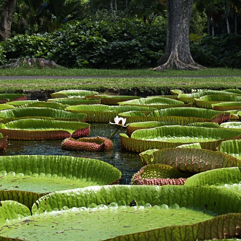 Giant water lilies 