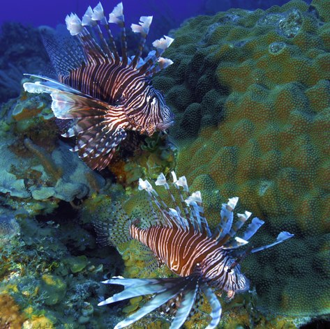 Two lionfishes on the coral reef surrounding Cuba