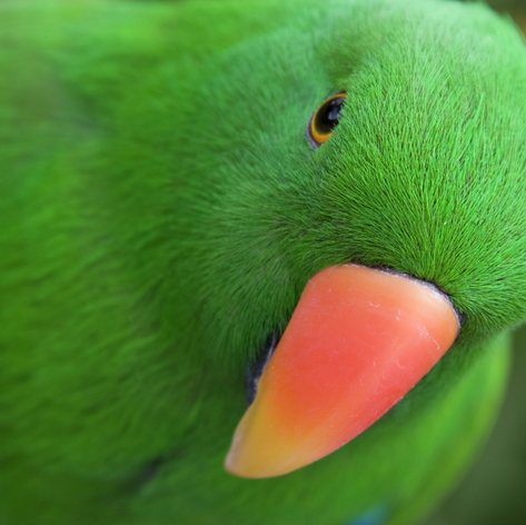 Male Eclectus Parrot 
