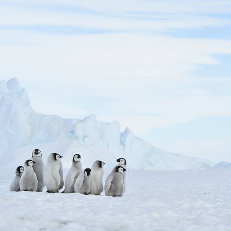 Antarctica photo 32