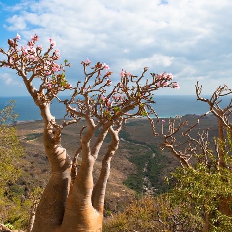 Socotra photo 32