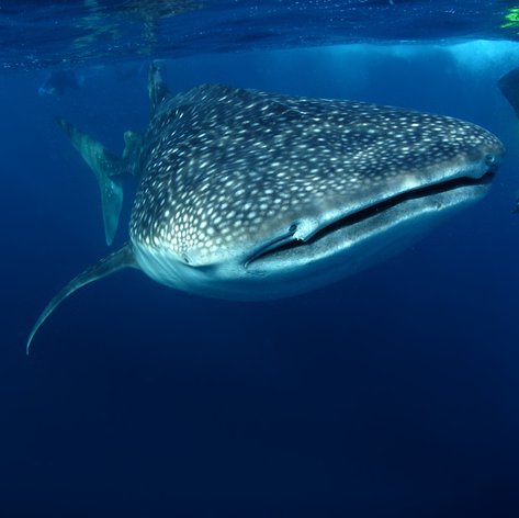 Experience the One of the Best Places to Swim with Whale Sharks