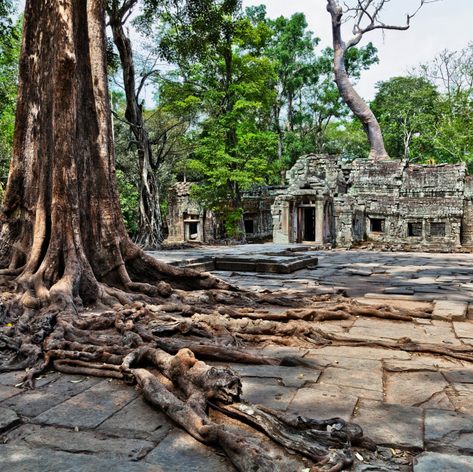Giant, old trees with protruding roots next to the temple