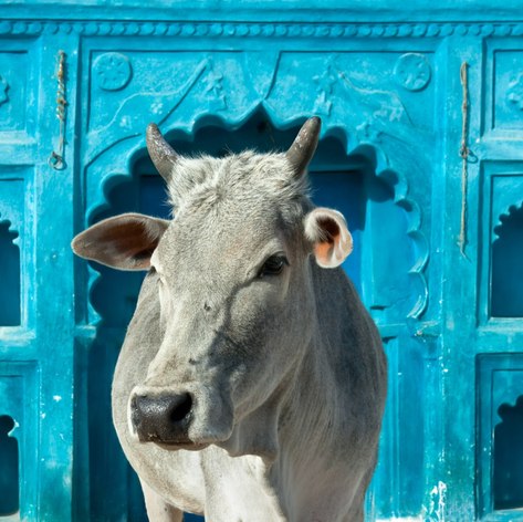 Holy cow in front of the entrance to the blue Indian house