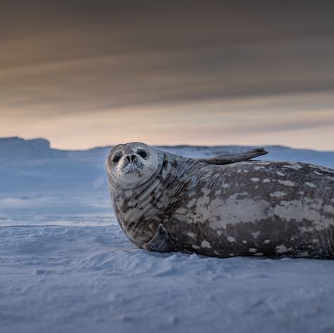 Antarctica photo 69