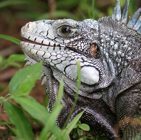 Meet the Incredible Wildlife of Grenada 