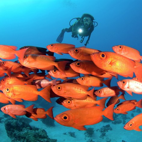 Group of red fish observing by scuba diver 
