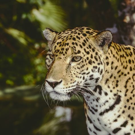 Wild Jaguar Pantera
