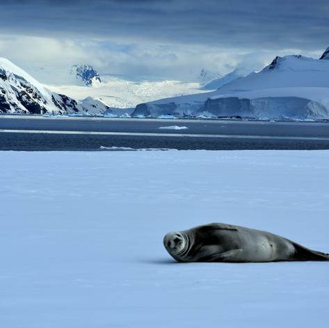 Antarctica photo 57