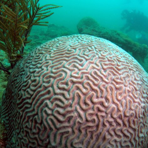 Coral looks like brain