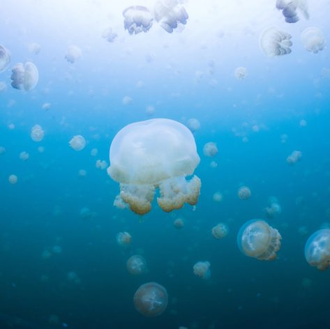 Jellyfish in a beautiful clean water in the lake