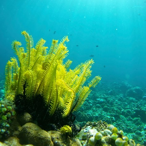 Great Barrier Reef photo 21